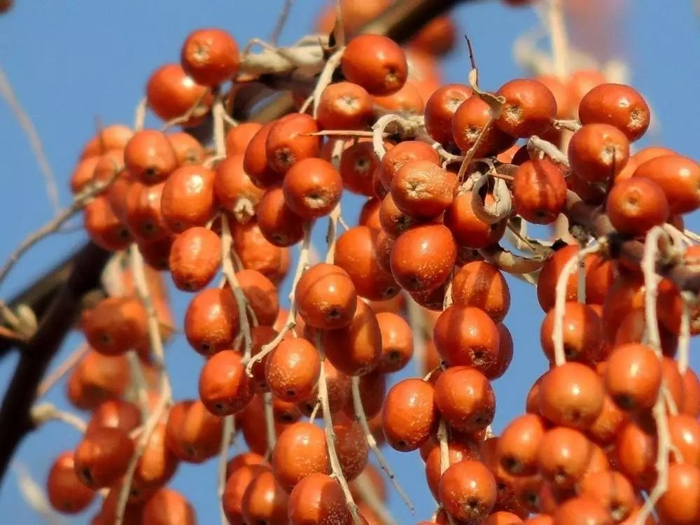 涼風(fēng)冷露早春天，雁鳴棗紅隴黔田