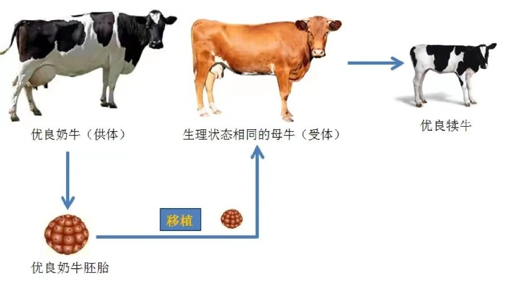 說說奶牛胚胎移植技術